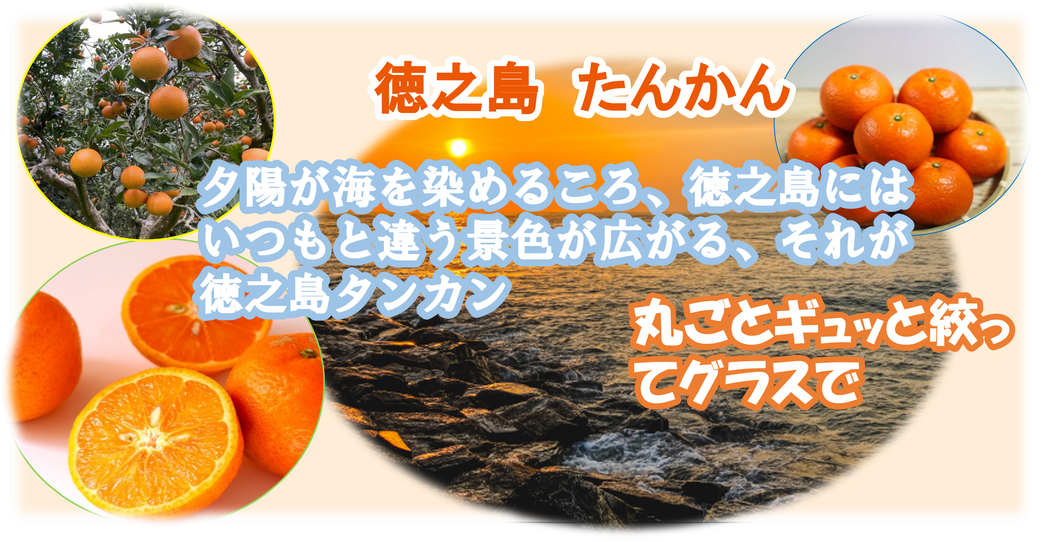 徳之島タンカンの魅力とは?太陽をたっぷり浴びた奇跡の柑橘